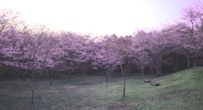 090407公園桜.jpg