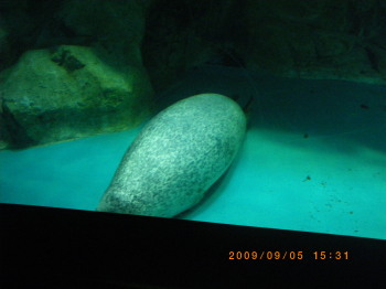 2009年9時5分水族館アザラシ.jpg
