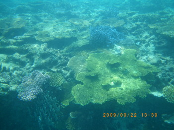 2009年9月22日波照間　サンゴ.jpg