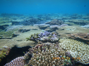 2009年9月23日波照間　海15時17分サンゴ群生.jpg